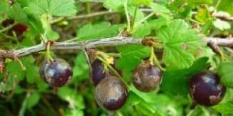 Kako preraditi ribizle od kraste - mjere kontrole